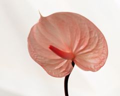 Tapeta Nature Flowers 102.jpg